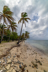 Saint Vincent and the Grenadines, Britannia bay beach, coconut palms, Mustique