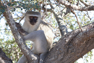 Grüne Meerkatze / Vervet monkey / Cercopithecus aethiops .