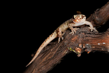 Mediterranean house gecko (Hemidactylus turcicus) portrait, Italy.