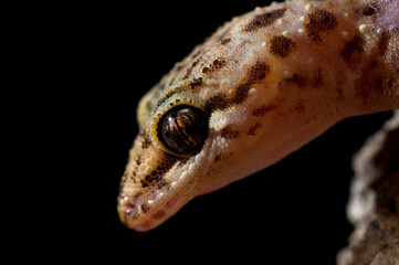 Fototapeta premium Mediterranean house gecko (Hemidactylus turcicus) portrait, Italy.
