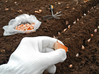 Gloved hand holding clove of garlic with ground furrow on background. Vegetables to plant over fall or winter. Autumn horticulture.