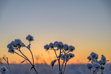 Frost on the grass on a frosty morning. Sunrise in winter.