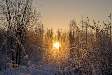 Fototapeta na wymiar Frost on the grass on a frosty morning. Sunrise in winter.