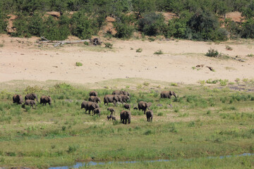 Afrikanischer Elefant / African elephant / Loxodonta africana