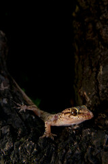 Mediterranean house gecko (Hemidactylus turcicus) in its habitat, Italy.