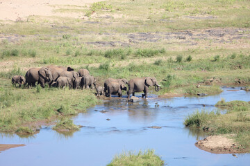 Afrikanischer Elefant im Olifants River/ African elephant in Olifants River / Loxodonta africana