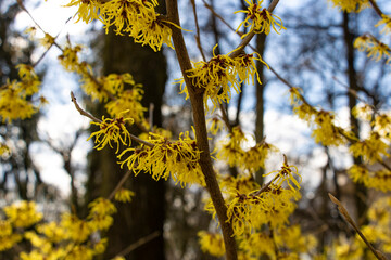 View of the beautiful yellow and red twigs.