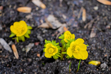Yellow Eranthis hyemalis, buttercup family, winter flowers, first spring flower.