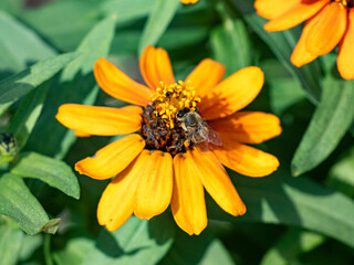 Japanese honey bee on golden flowers 1