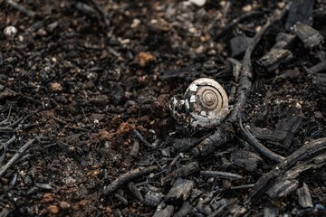 subsistence farmers burn small plots of forest for space to grow crops