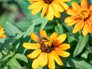 Japanese honey bee on golden flowers 4