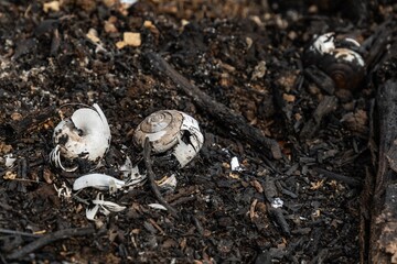 subsistence farmers burn small plots of forest for space to grow crops