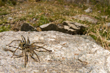 Giant alpine spider (Vesubia jugorum) in its habitat, Italian alps.