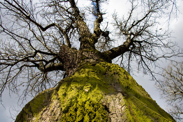 Bottom view of an old tree with a crown on a sunny day.