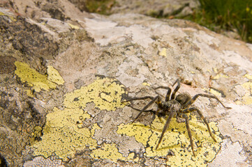 Giant alpine spider (Vesubia jugorum) in its habitat, Italian alps.