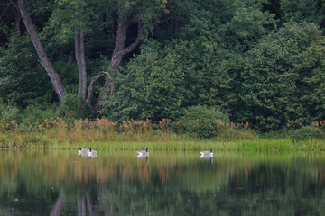 Canada Goose decoys