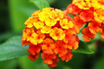 Blütenpracht Korfus