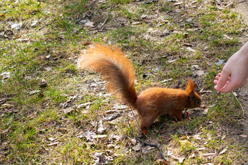 Squirrel eating a nut with a man's hand in the park.