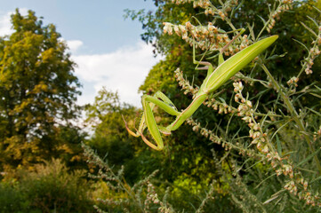 European common mantis (Mantis religiosa) in its habitat at Monte Amiata, Tuscany, Italy.