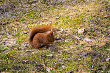 Beautiful squirrel with a bushy tail sits in the park and eats a nut.
