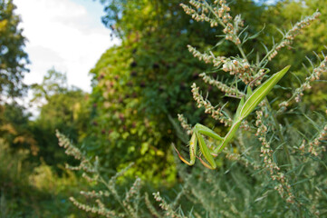 European common mantis (Mantis religiosa) in its habitat at Monte Amiata, Tuscany, Italy.