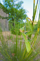 European common mantis (Mantis religiosa) in its habitat at Monte Amiata, Tuscany, Italy.
