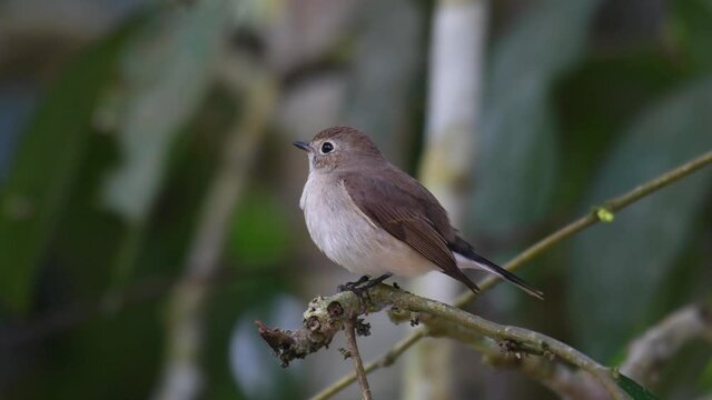 Asian Brown Flycatcher, Muscicapa dauurica; peched on a branch, chirps a little, jumps to face the right side of the frame, jumps down to find some food, as seen in Khao Yai National Park, Thailand.