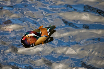 Colored duck, Duck floating on the water.