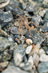 Wolf spider (Arctosa cinerea) near a stream, Italy.