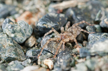 Wolf spider (Arctosa cinerea) near a stream, Italy.
