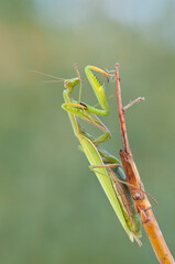 European common mantis (Mantis religiosa), Italy.