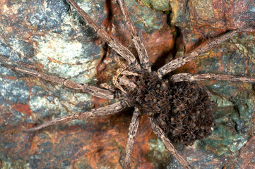 Wolf spider (Hogna radiata) female with juveniles on its back, Italy.