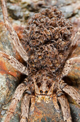 Wolf spider (Hogna radiata) female with juveniles on its back, Italy.