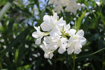 Blütenpracht Korfus