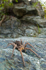 Wolf spider (Hogna radiata)  female, with juveniles on its back, in its habitat, Italy.