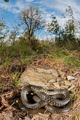 Green whip snake (Hierophis viridiflavus)