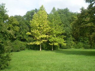 Two huge beautiful trees in a park in Czech Republic