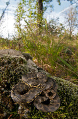 Fototapeta premium Viperine water snake (Natrix maura).