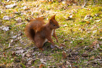 Naklejka na ściany i meble Funny squirrel stands on its hind legs in the park.