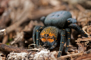 Ladybird spider (Eresus sp.) female, Apennine mountains, Italy.