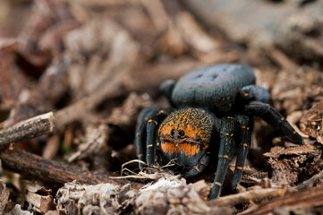 Ladybird spider (Eresus sp.) female, Apennine mountains, Italy.