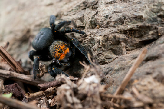 Ladybird spider (Eresus sp.) female, Apennine mountains, Italy.