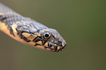 Viperine water snake (Natrix maura).