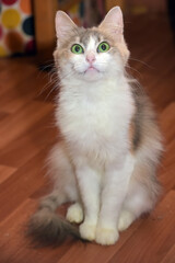 fluffy white and brown cat with green eyes