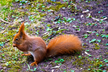 Beautiful squirrel with a bushy tail sits in the park and eats a nut.