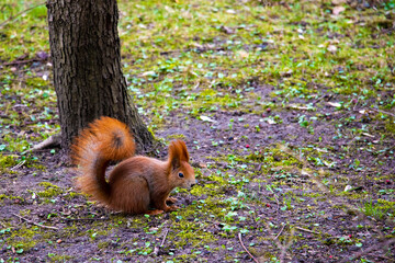 Beautiful squirrel with a bushy tail sits in the park and eats a nut.