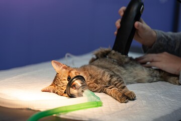 Veterinarian cutting the hair of a cat before surgery