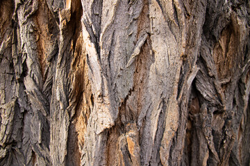 Closeup of texture background of an old oak tree bark.