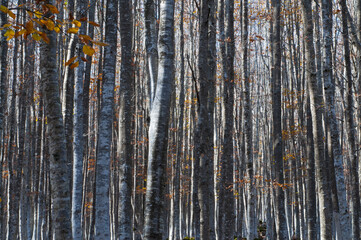 A beech forest (Fagus sylvatica) in autumn at Monte Amiata, Tuscany, Italy.