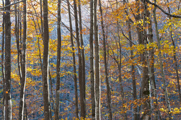 A beech forest (Fagus sylvatica) in autumn at Monte Amiata, Tuscany, Italy.